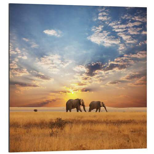 Aluminium print Elephants on Tour