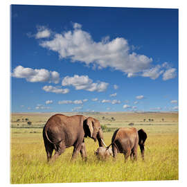 Tableau en verre acrylique  Famille d&#039;éléphants