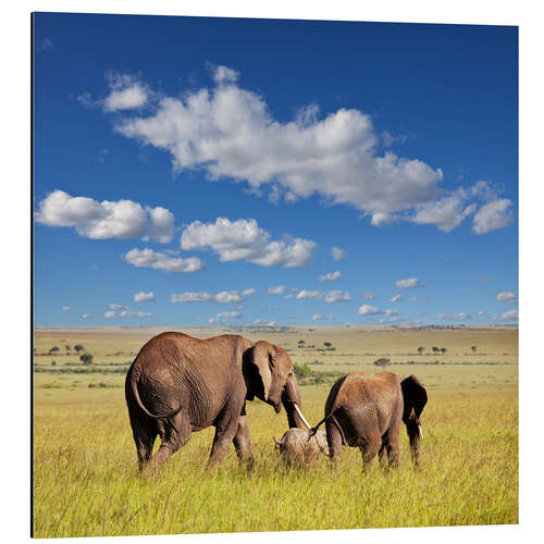 Aluminium print elephant family