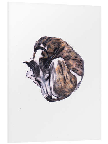 Foam board print Whippet at rest, colour pencil portrait