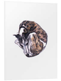 Foam board print Whippet at rest, colour pencil portrait