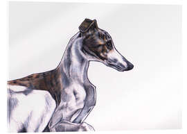 Acrylglasbild Whippet Illustration, Farbe Bleistiftzeichnung