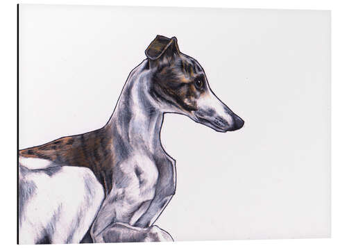 Aluminium print Whippet illustration, colour pencil drawing