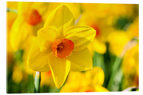 Acrylic print Daffodil