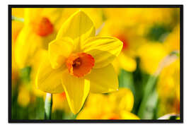 Gerahmter Kunstdruck Osterglocke