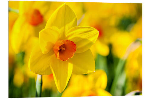 Gallery print Daffodil