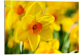 Gallery print Daffodil