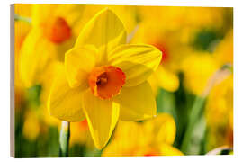 Tableau en bois Daffodil