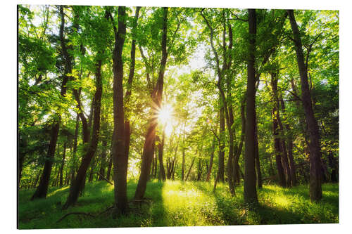 Aluminium print Spring in the woods