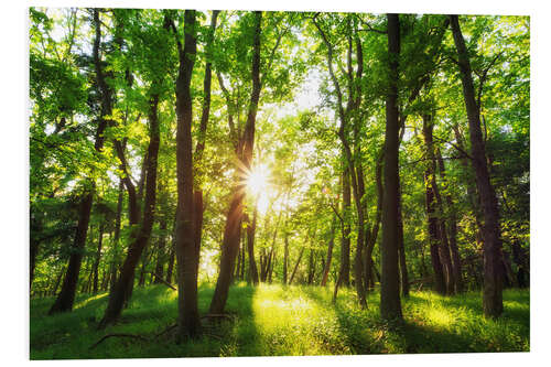 Foam board print Spring in the woods