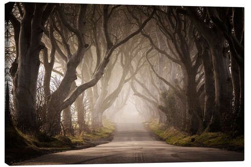 Leinwandbild The Dark Hedges