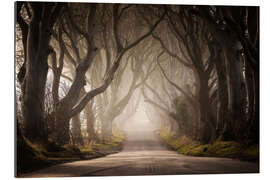 Gallery print The Dark Hedges