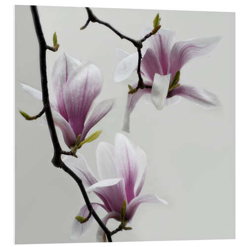 Tableau en PVC Branche de magnolias