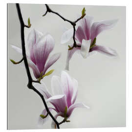 Gallery print Magnolias