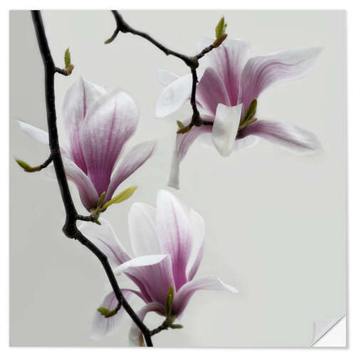 Wall sticker Magnolias