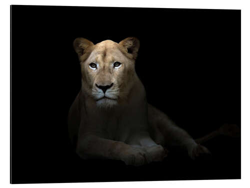 Aluminiumtavla White Lioness in the dark night