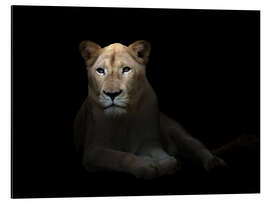 Aluminiumtavla White Lioness in the dark night