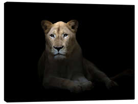 Lærredsbillede  White Lioness in the dark night