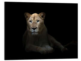 Quadro em plexi-alumínio White Lioness in the dark night