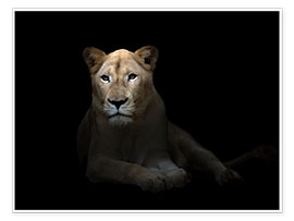 Wandbild  weiße Löwin in der dunklen Nacht