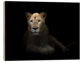 Quadro de madeira White Lioness in the dark night