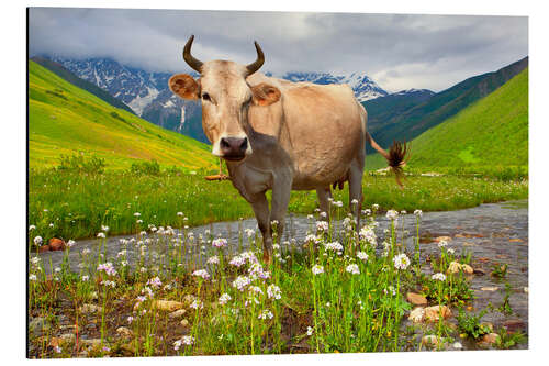 Aluminiumtavla Cattle on a mountain pasture