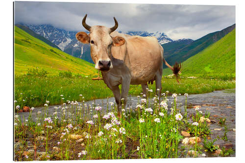 Gallery print Cattle on a mountain pasture