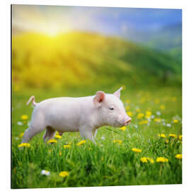 Aluminium print Piggy walk