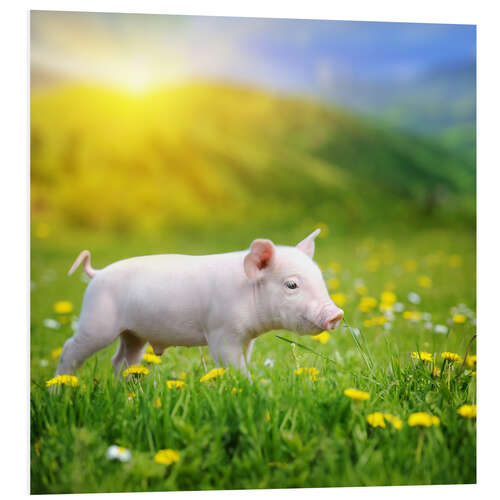 Foam board print Piggy walk