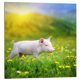 Gallery print Piggy walk