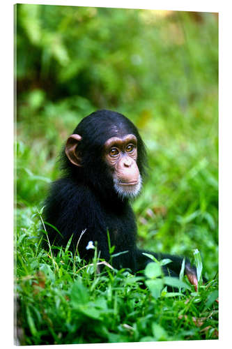 Akryylilasitaulu Chimpanzee in the jungle