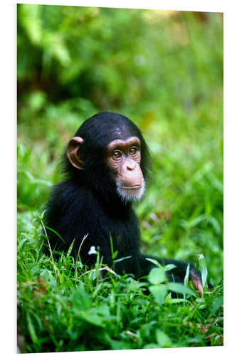 PVC-tavla Chimpanzee in the jungle