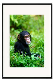 Gerahmter Kunstdruck Schimpanse im Dschungel