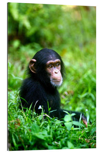 Quadro em plexi-alumínio Chimpanzee in the jungle