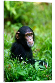 Magnettafel Schimpanse im Dschungel