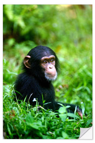 Selvklebende plakat Chimpanzee in the jungle