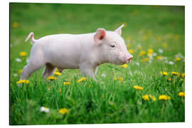 Aluminium print Piglet on a Spring Meadow