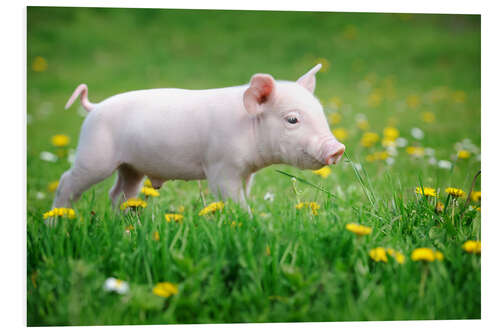 Foam board print Piglet on a Spring Meadow