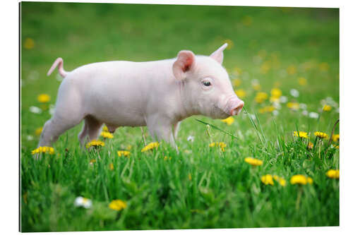 Galleritryck Piglets on a spring meadow