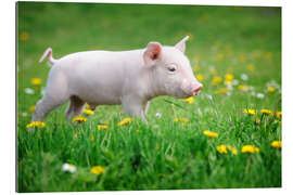 Gallery print Piglet on a Spring Meadow