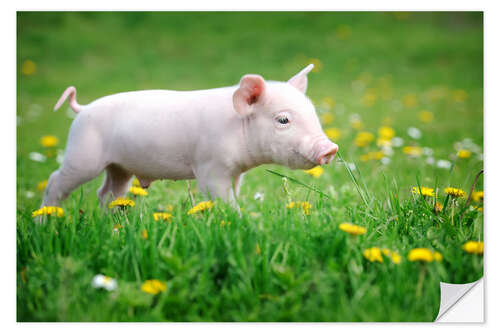 Självhäftande poster Piglets on a spring meadow