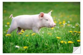 Självhäftande poster Piglets on a spring meadow