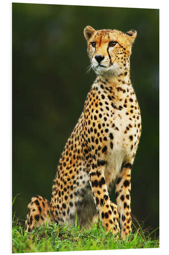 Foam board print Portrait of an African Cheetah