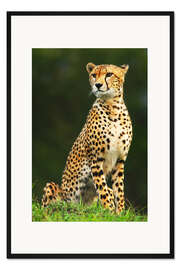 Gerahmter Kunstdruck Porträt eines afrikanischen Geparden