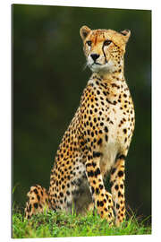 Gallery print Portrait of an African Cheetah