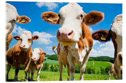 Acrylic print Curious cows