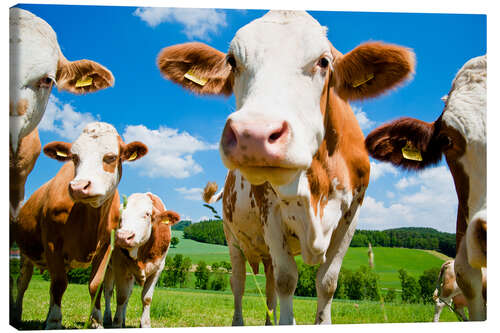 Canvas print Curious cows