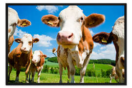 Gerahmter Kunstdruck Neugierige Kühe