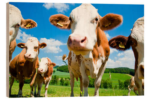 Wood print Curious cows