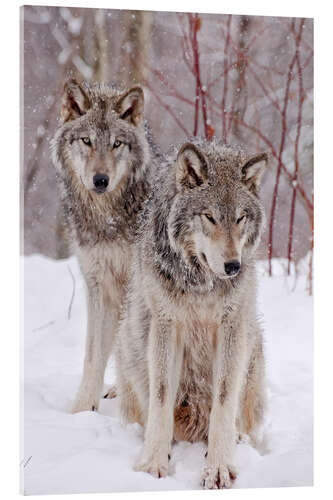 Acrylglasbild Wolfspaar im Schnee